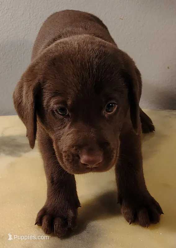 Sadie – Labrador Retriever puppy for sale in Mission Viejo, CA