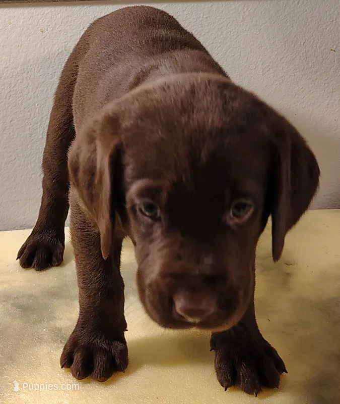 Lilly – Labrador Retriever puppy for sale in Mission Viejo, CA