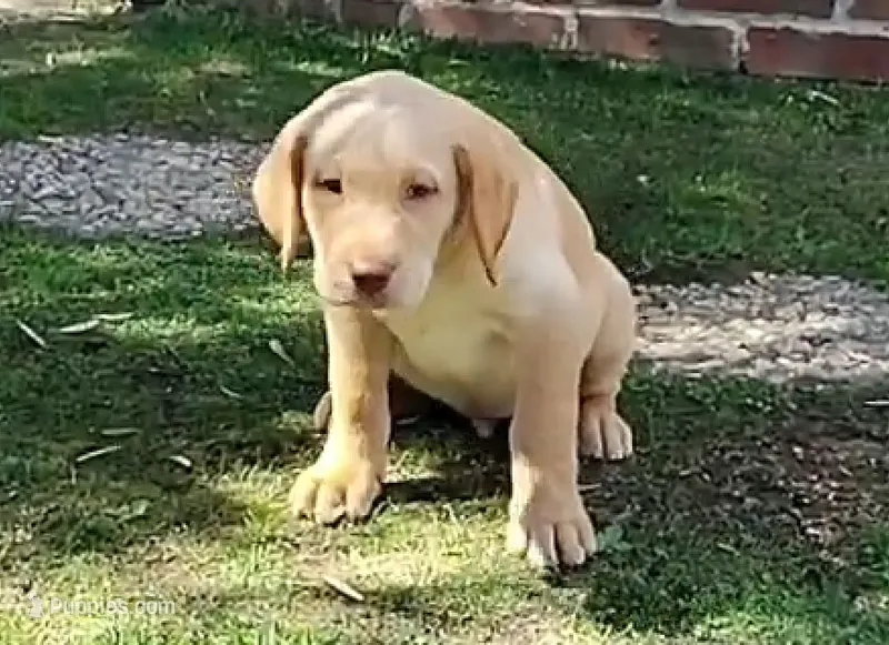 Tucker – Labrador Retriever puppy for sale in Mission Viejo, CA