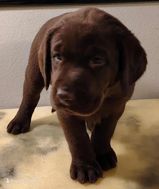 Stella – Labrador Retriever puppy for sale in Mission Viejo, CA