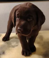 Stella, a female Labrador Retriever for sale in Mission Viejo, CA – 1 of 1