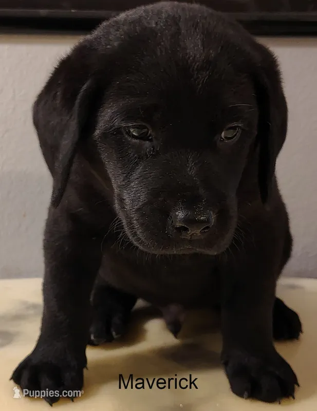 Maverick – Labrador Retriever puppy for sale in Mission Viejo, CA