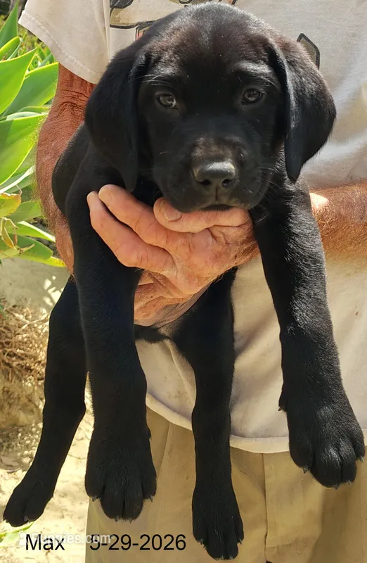 Max – Labrador Retriever puppy for sale in Mission Viejo, CA