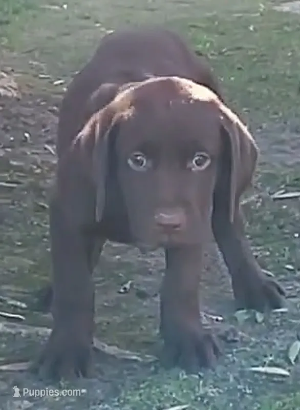 Lilly – Labrador Retriever puppy for sale in Mission Viejo, CA