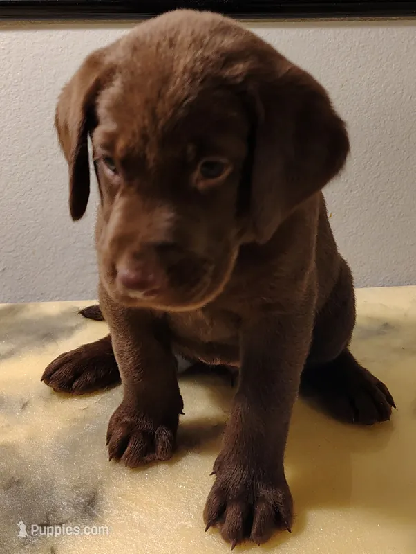 Rosie – Labrador Retriever puppy for sale in Mission Viejo, CA