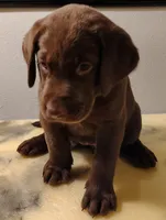 Rosie, a female Labrador Retriever for sale in Mission Viejo, CA – 1 of 1