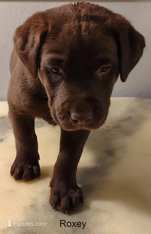 Roxey – Labrador Retriever puppy for sale in Mission Viejo, CA