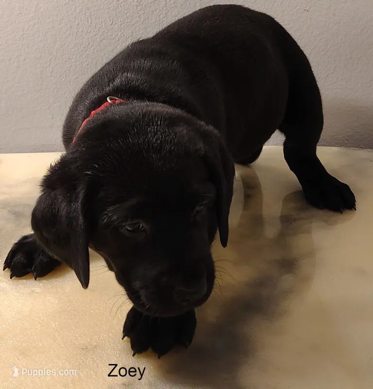 Zoey – Labrador Retriever puppy for sale in Mission Viejo, CA