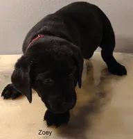 Zoey, a female Labrador Retriever for sale in Mission Viejo, CA – 1 of 1