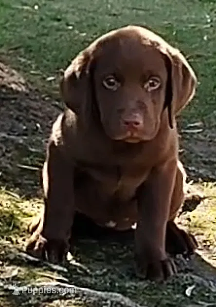 Sadie – Labrador Retriever puppy for sale in Mission Viejo, CA