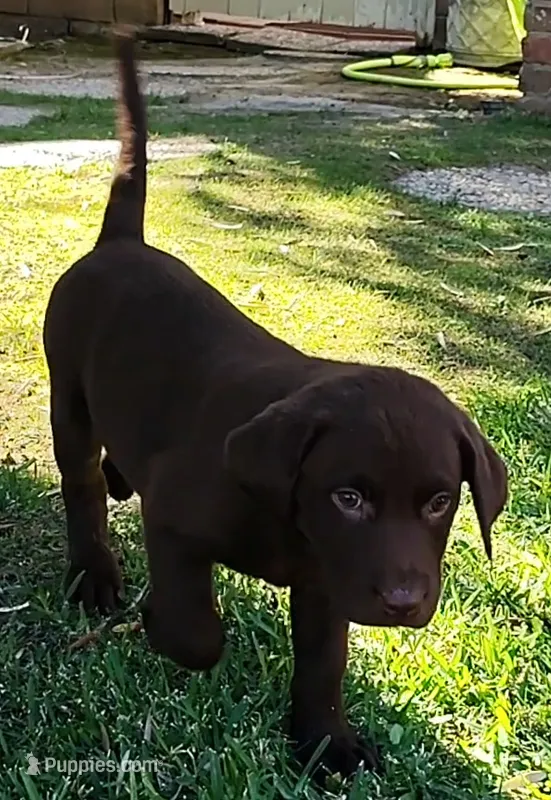 Cinnamon – Labrador Retriever puppy for sale in Mission Viejo, CA