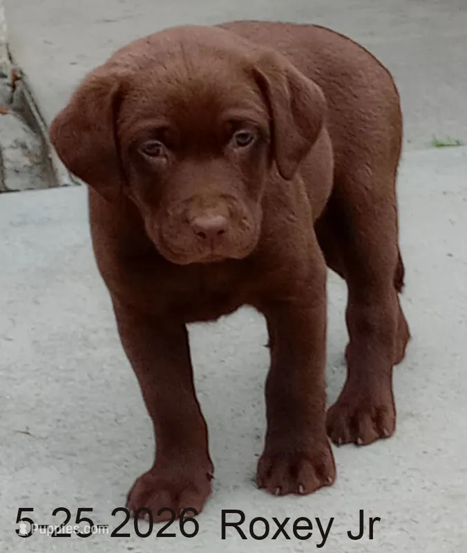 Roxey – Labrador Retriever puppy for sale in Mission Viejo, CA