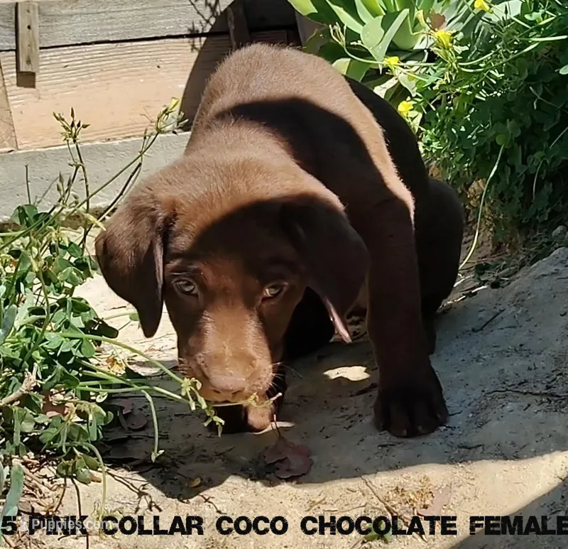 Ginger  – Labrador Retriever puppy for sale in Mission Viejo, CA
