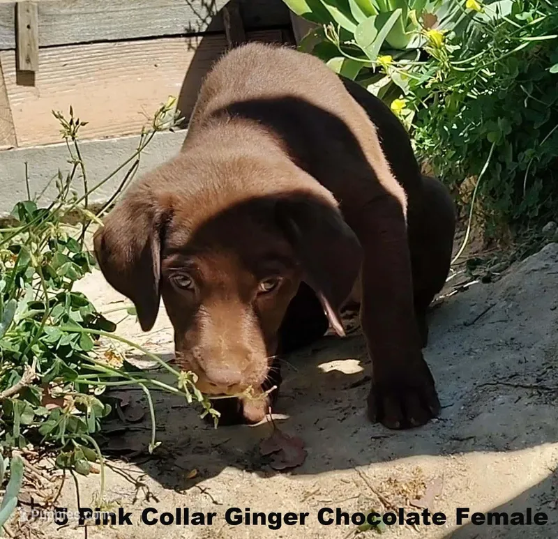 Ginger , a female Labrador Retriever for sale in Mission Viejo, CA – Photo 1 of 2