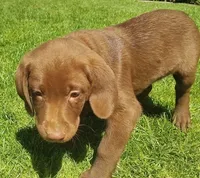Ginger , a female Labrador Retriever for sale in Mission Viejo, CA – Photo 2 of 2