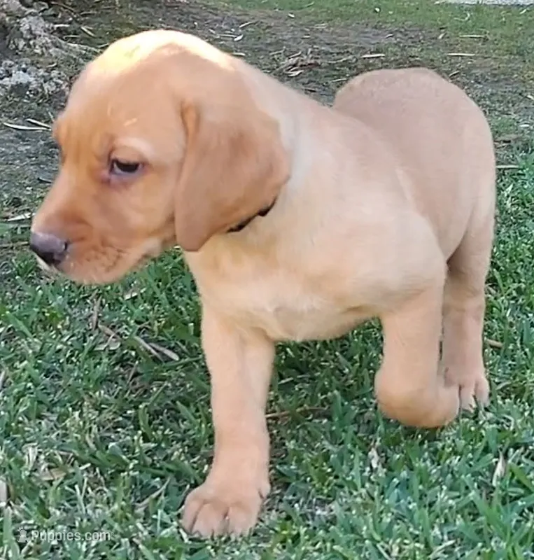 Goldie – Labrador Retriever puppy for sale in Mission Viejo, CA