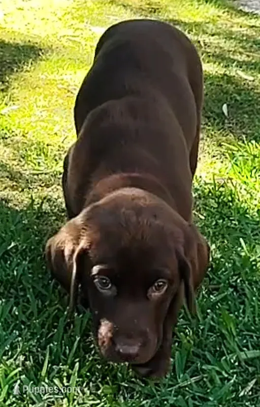 Stella – Labrador Retriever puppy for sale in Mission Viejo, CA