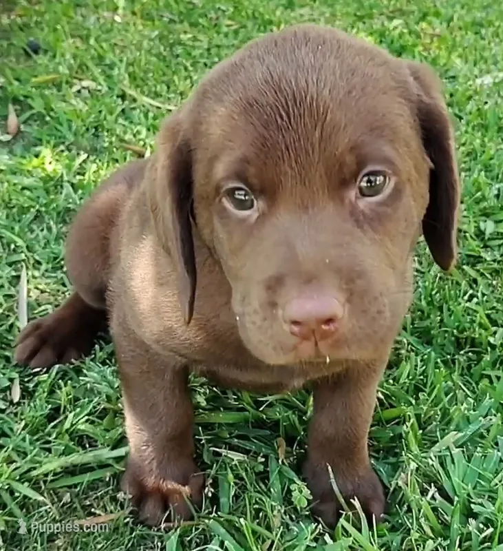 Sadie – Labrador Retriever puppy for sale in Mission Viejo, CA