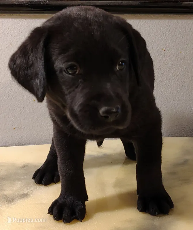 Daisey – Labrador Retriever puppy for sale in Mission Viejo, CA