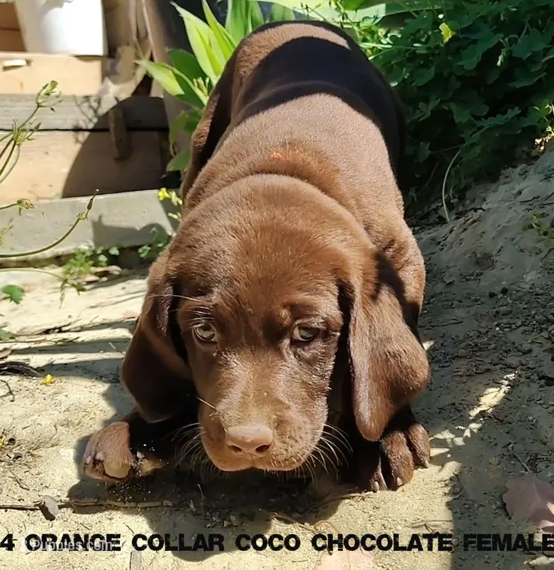 Coco – Labrador Retriever puppy for sale in Mission Viejo, CA