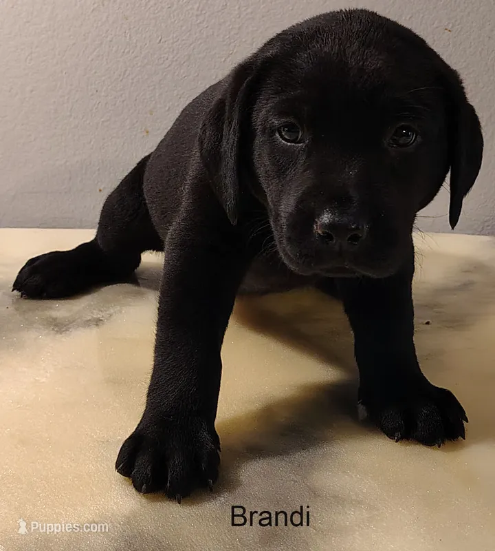 Brandi, a female Labrador Retriever for sale in Mission Viejo, CA – 1 of 1