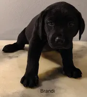 Brandi, a female Labrador Retriever for sale in Mission Viejo, CA – 1 of 1