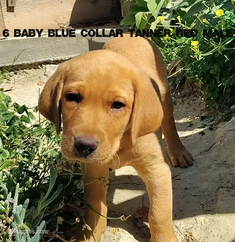 Tanner – Labrador Retriever puppy for sale in Mission Viejo, CA