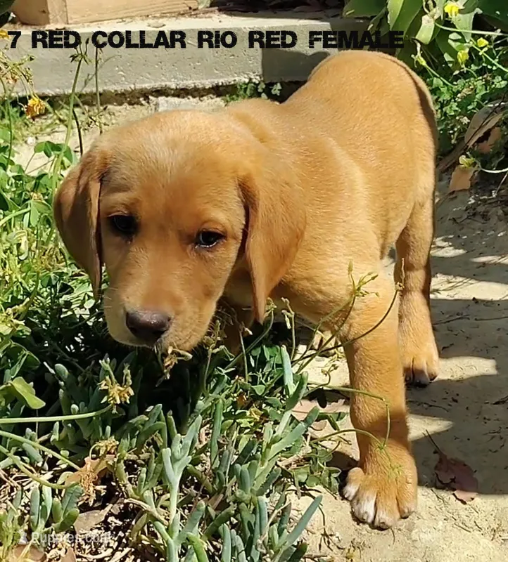 Rio – Labrador Retriever puppy for sale in Mission Viejo, CA