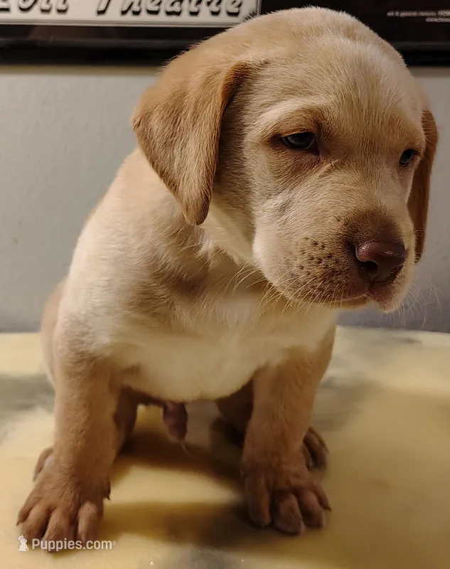 Tucker – Labrador Retriever puppy for sale in Mission Viejo, CA