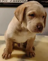 Tucker, a male Labrador Retriever for sale in Mission Viejo, CA – 1 of 1