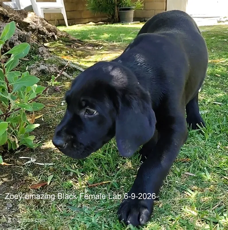 Zoey – Labrador Retriever puppy for sale in Mission Viejo, CA