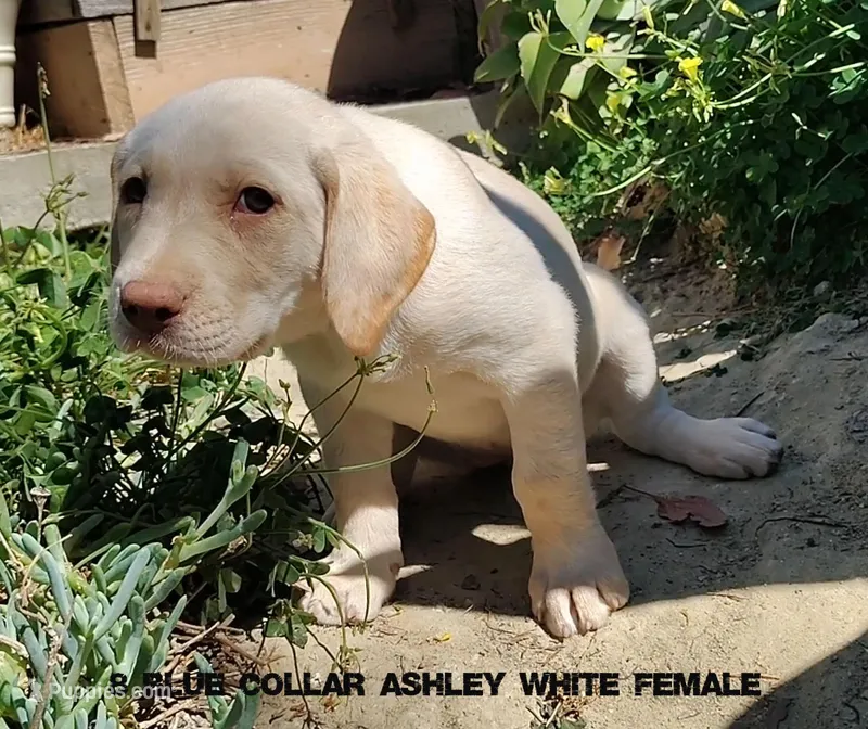 Ashley – Labrador Retriever puppy for sale in Mission Viejo, CA