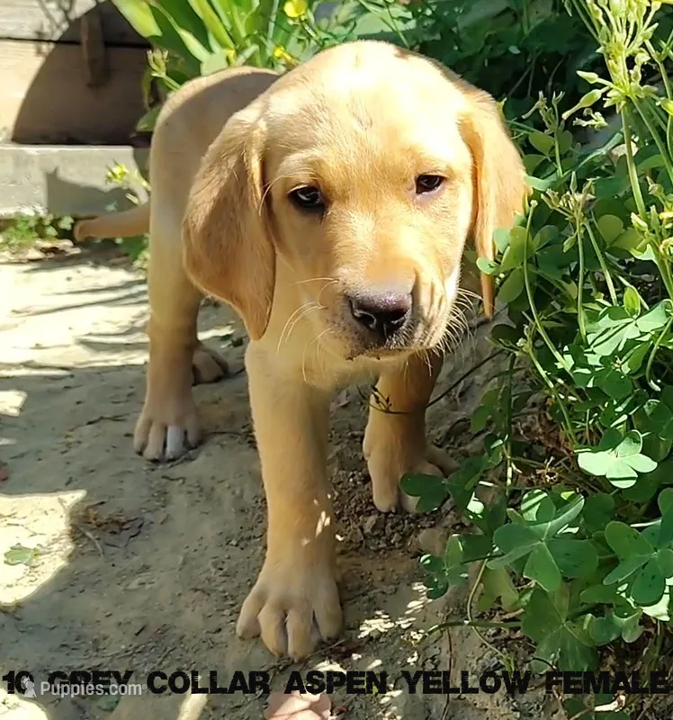 Aspen – Labrador Retriever puppy for sale in Mission Viejo, CA