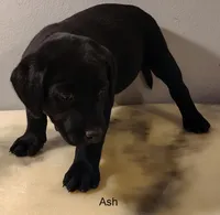 Ash, a female Labrador Retriever for sale in Mission Viejo, CA – 1 of 1