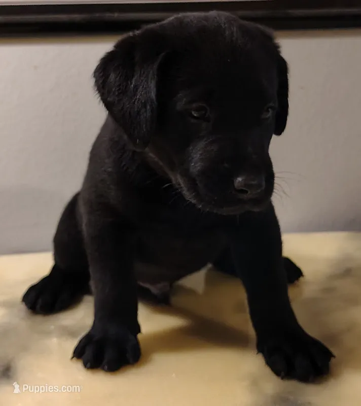 Cooper – Labrador Retriever puppy for sale in Mission Viejo, CA