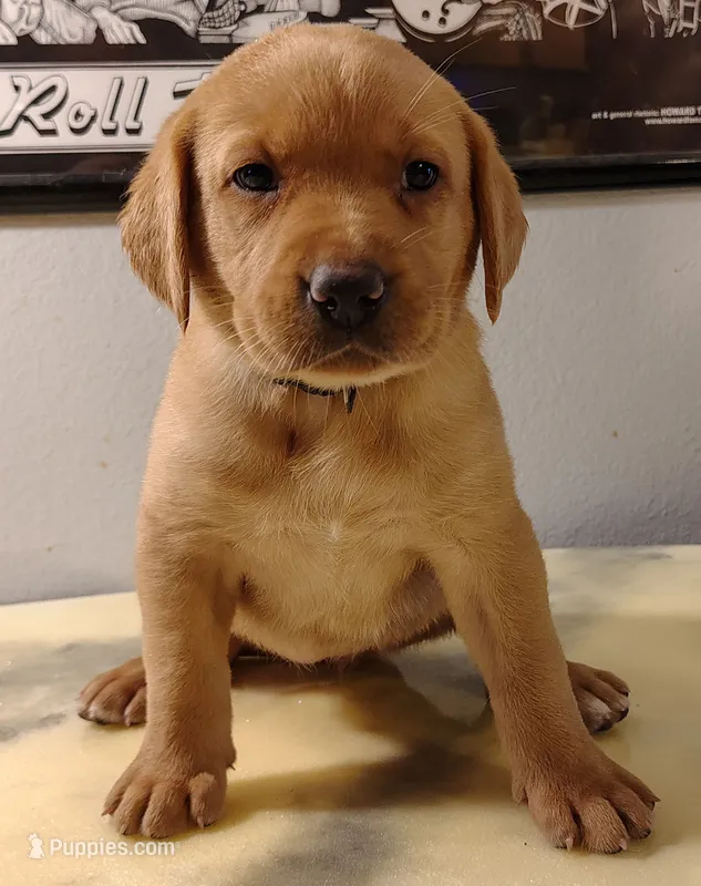 Goldie – Labrador Retriever puppy for sale in Mission Viejo, CA