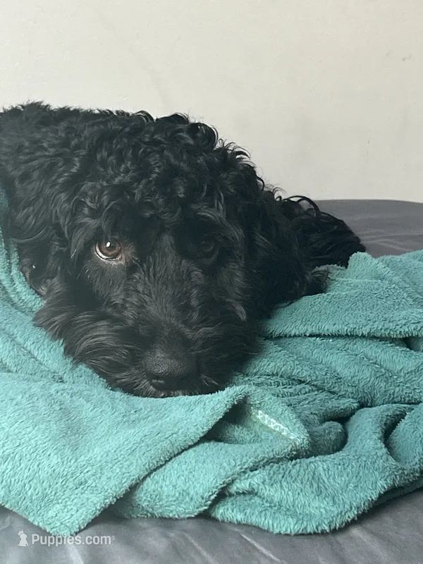 Jake – Cockapoo puppy for sale in Bel Air, MD