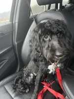 Jake, a male Cockapoo for sale in Bel Air, MD – 2 of 3