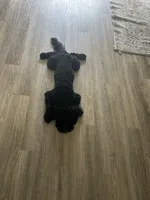 Jake, a male Cockapoo for sale in Bel Air, MD – 3 of 3
