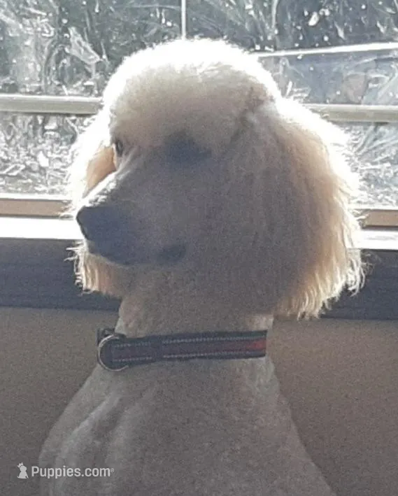 Aspen, a male Poodle - Standard  for sale in Seattle, WA – Photo 1 of 1