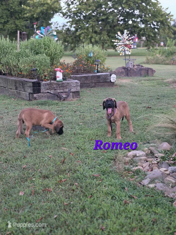 Romeo – English Mastiff puppy for sale in Lavaca, AR