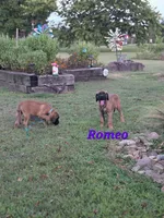 Romeo, a male English Mastiff for sale in Lavaca, AR – 1 of 3