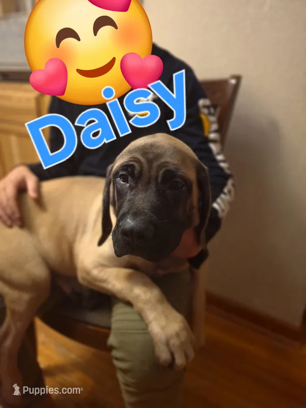 Daisy – English Mastiff puppy for sale in Lavaca, AR