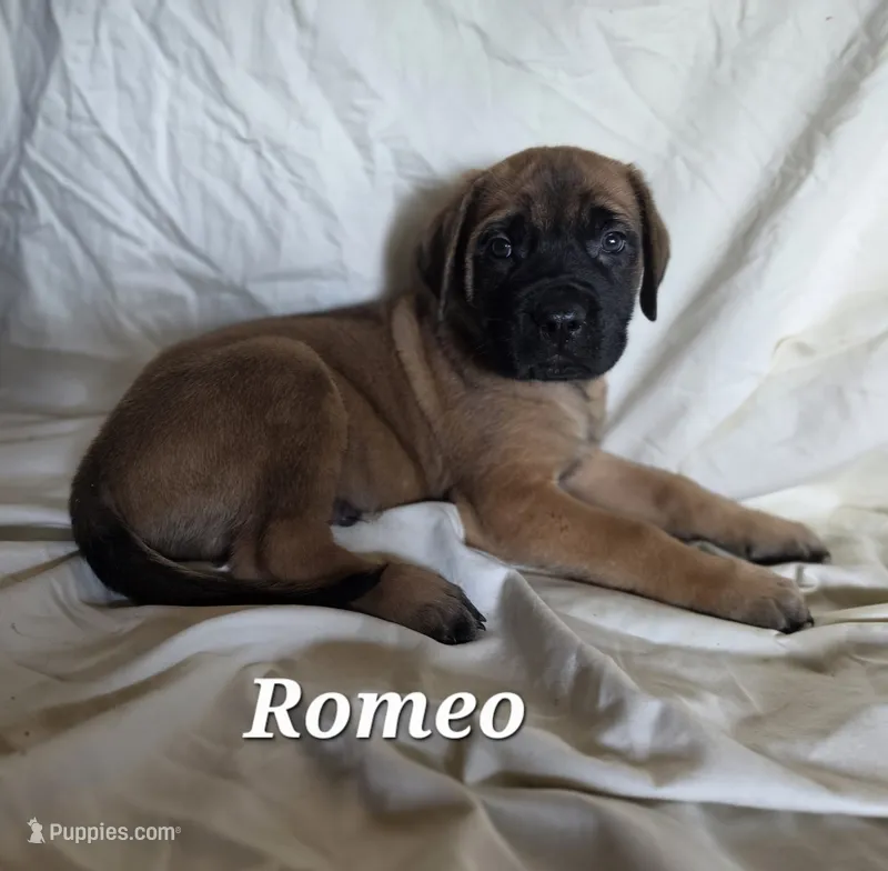 Romeo – English Mastiff puppy for sale in Lavaca, AR