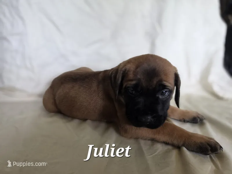 Juliet  – English Mastiff puppy for sale in Lavaca, AR