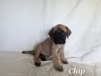 Chip, a male English Mastiff for sale in Lavaca, AR – 2 of 2