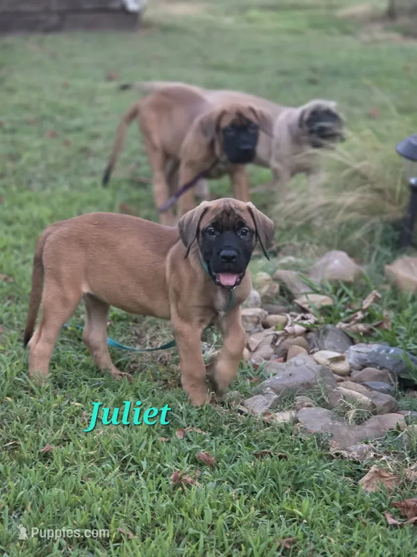 Juliet  – English Mastiff puppy for sale in Lavaca, AR
