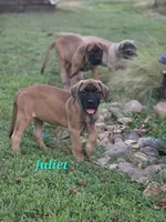 Juliet , a female English Mastiff for sale in Lavaca, AR – 1 of 3