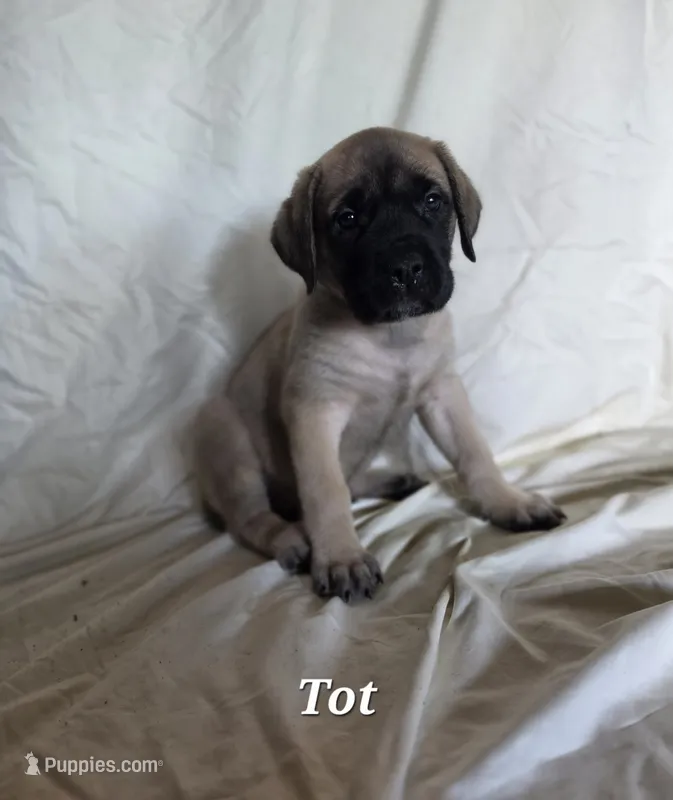 Tot – English Mastiff puppy for sale in Lavaca, AR