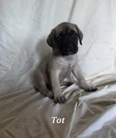 Tot, a female English Mastiff for sale in Lavaca, AR – 1 of 1